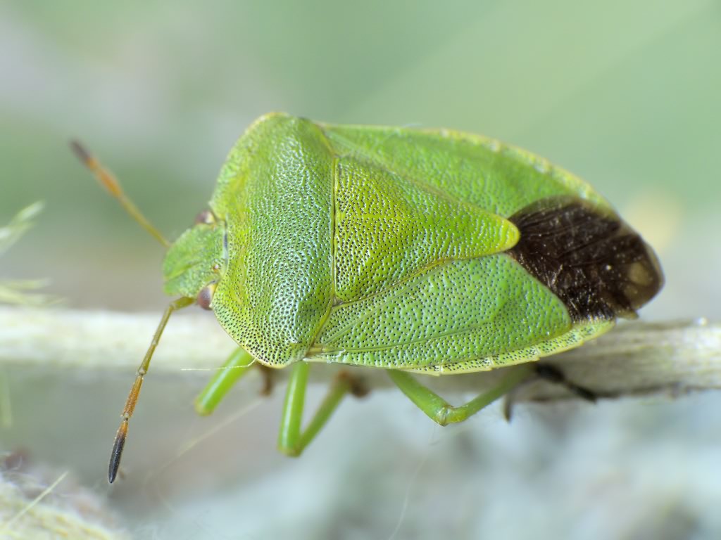 Palomena viridissima (Poda, 1761)